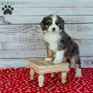 Bailey, Bernedoodle Puppy